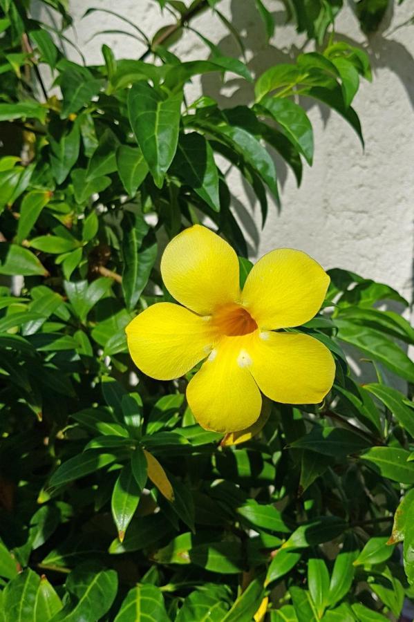 Cap Cove Saint Lucia Aparthotel Gros Islet Exterior foto